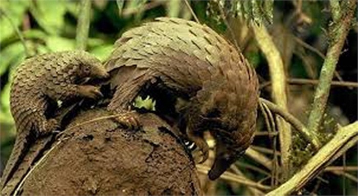 Chúng cũng được dùng như một chất khử trùng và có thể được sử dụng cho bệnh sốt và bệnh ngoài da, hoặc dùng bên ngoài chà lên da bị trầy xước của bệnh nhân