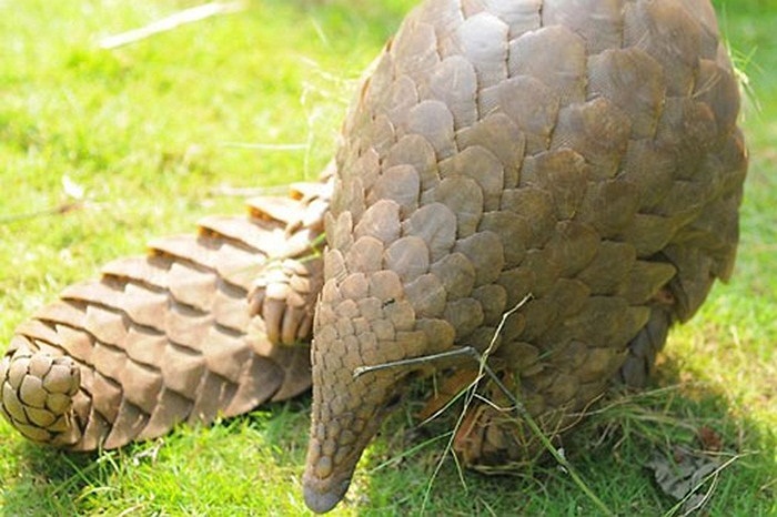 Nhiều nước ở châu Á tin rằng thịt tê tê có thể kích thích tiết sữa hay chữa bệnh ung thư hoặc bệnh hen suyễn, chống dị ứng, thậm chí còn đuổi được cả tà ma