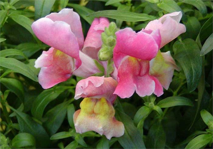 Cây Kim ngư thảo (Antirrhinum) hay còn được gọi là cây Mõm chó, thường được tìm thấy tại những ngọn núi đá ở châu Âu, Mỹ và Bắc Phi, hoa của chúng khá đẹp.