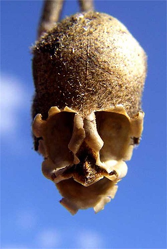 Người ta cho rằng chúng có sức mạnh để chống lại sự lừa dối, những lời nguyền rủa và cả phù thủy khi được trồng trong vườn nhà.