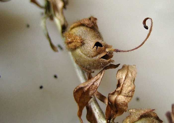 Có truyền thuyết cho rằng bông hoa mõm chó đang giam giữ những cô gái xinh đẹp nhưng độc ác và hay lừa dối.