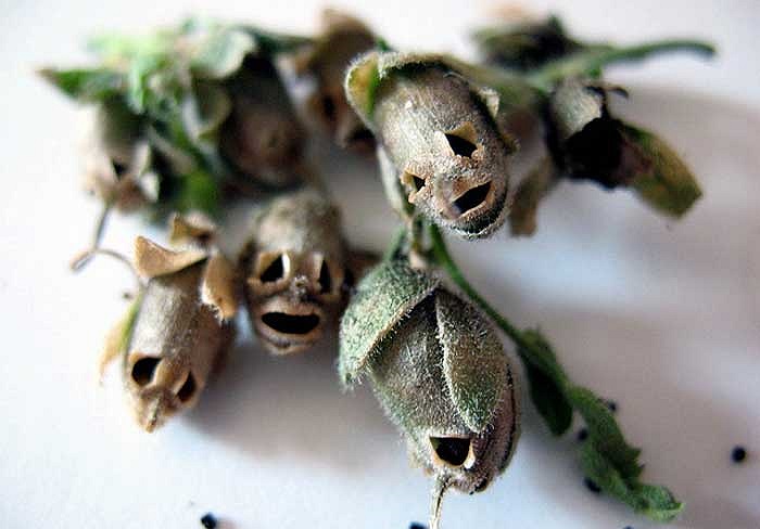 Hiện nay, mặc dù không ai còn tin vào những câu chuyện phép thuật hoang đường, nhưng loài hoa Mõm chó vẫn rất được người dân sùng bái.