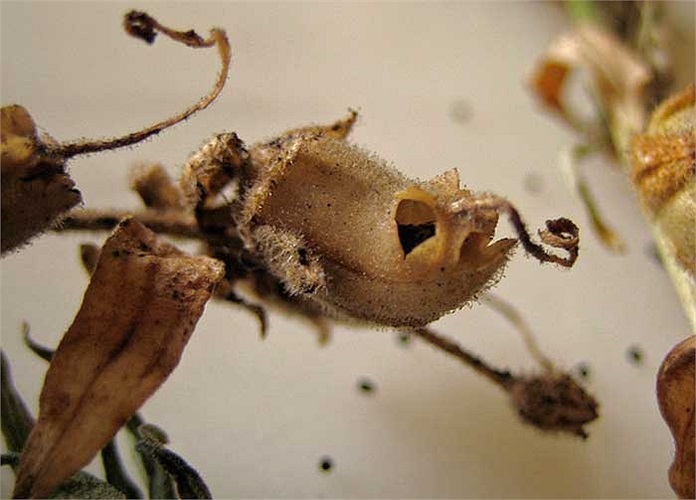 Người ta vẫn thích trồng chúng trong vườn như một hình thức “trừ tà” truyền thống.