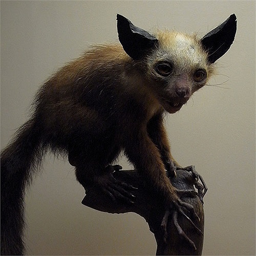 Chúng có một cái đuôi khá dài và lớn. Nhìn từ xa, trông chúng chẳng khác gì loài sóc.