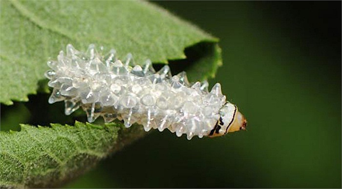 Các tế bào gai trên cơ thể sâu ngọc rất dễ gãy hoặc có thể kéo dài dễ dàng giúp chúng thoát khỏi những cái miệng háu đói của côn trùng ăn thịt. 