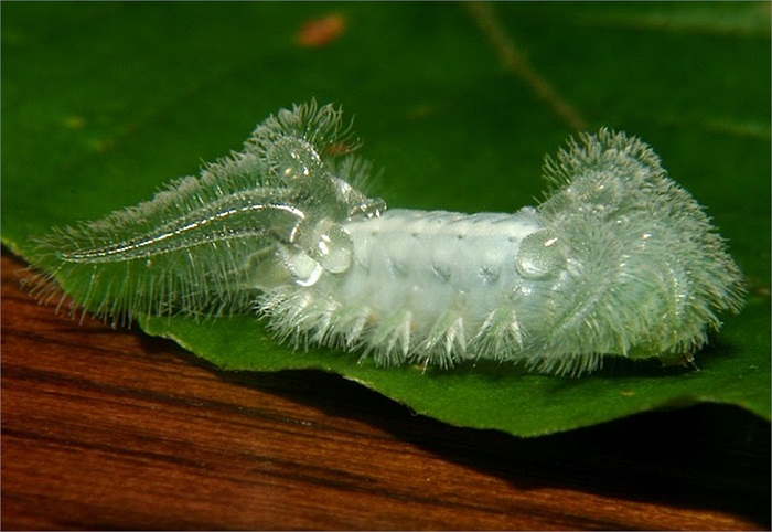 Kẻ thù nguy hiểm nhất của sâu ngọc là loài kiến. 