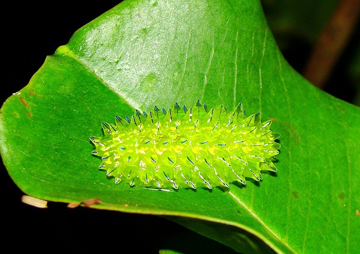 Còn những chú chim săn mồi từ trên cao thì ít có cơ hội phát hiện ra những chú sâu ngọc ngụy trang tài ba này trên lá cây.