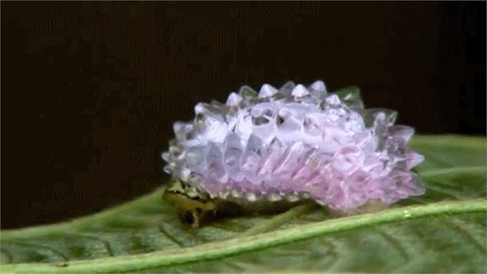 Vào đầu mùa mưa, hàng ngàn con sâu ngọc được phát hiện trên những chiếc lá của cây rừng ngập mặn gần Cancun, Mexico.