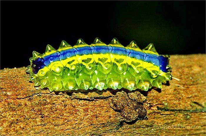 Có nơi sâu ngọc được gọi là sâu bướm sên vì cơ thể chúng tiết ra chất dịch nhày dinh dính như loài sên. 