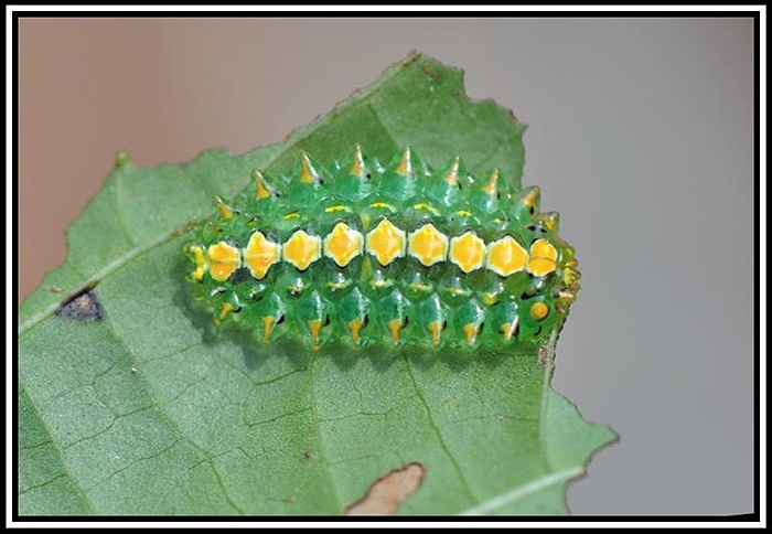 Khác biệt là hải sâm hay các ấu trùng khác luôn mang nhiều màu sắc sống động để tự vệ, cảnh báo kẻ thù thì sâu ngọc lại hạn chế tối đa điều này