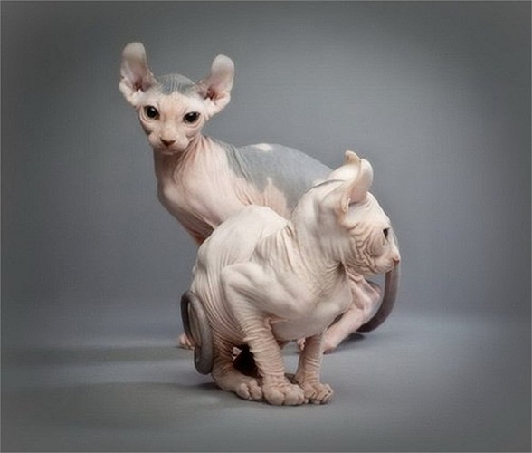 Thế nhưng chúng cũng là một trong những loài mèo đắt nhất thế giới, với giá có thể lên đến 3.000 USD một con.