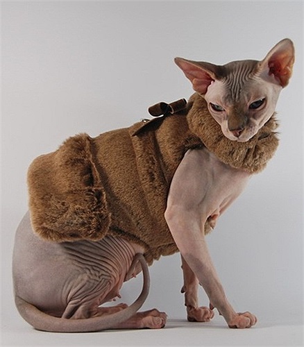 Sphynx là một giống mèo đột biến tự nhiên, không qua cấy ghép. Chuyện bắt đầu vào năm 1966 khi một con mèo bình thường ở Toronto, Canada bỗng sinh hạ một chú mèo con xấu khủng khiếp, da trắng bệch và không lông. 