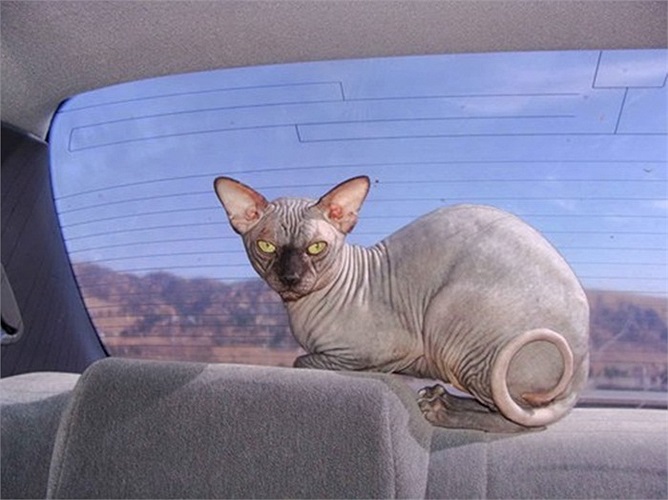 Từ khi được công nhận là một giống mèo chính thức vào năm 2005, Sphynx đã đoạt danh hiệu giống mèo“Kinh dị nhất thế giới”. 