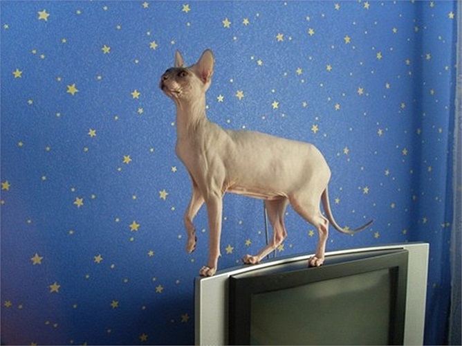 Có lẽ, đó là lý do khiến chúng ngày càng trở nên phổ biến và hiện trở thành thú cưng “hot” tại Âu - Mỹ. 