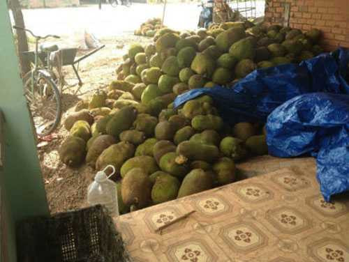 Sau khi tiêm, mít non, mít già đều chín như nhau.