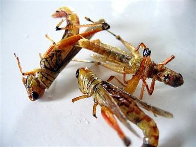 Châu chấu rán: Đây là món ăn đặc sản ở Trung Quốc, Việt Nam và một số nước ở khu vực châu á. Châu chấu ăn ngon nhất là vào mùa thu. Món ăn này có đến 60% protein và chỉ chứa 6% chất béo so với 1 chiếc hamburger bình thường.