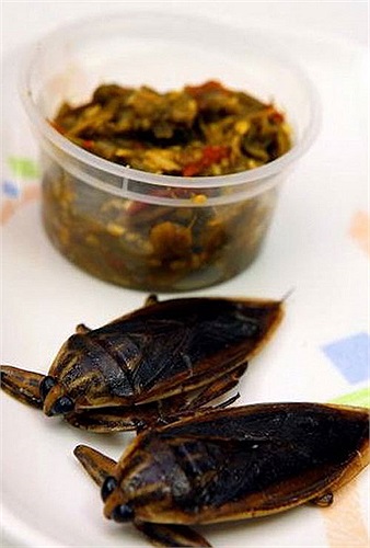 Cà cuống: Những con cà cuống trông hơi giống con gián nên nhiều người chỉ nhìn thấy thôi là đã sợ rồi. Cà cuống thường được nướng lên rồi xay ra trộn với ớt và tạo thành món tương ớt đặc biệt. Món ăn này rất bổ dưỡng với cả đàn ông.