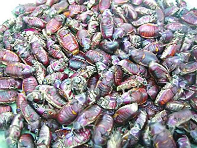 Bù Rầy: Đây là loại côn trùng rất phổ biến ở miền nam, chúng là loại côn trùng phá hoại các loại cây ăn quả nhất là xoài. Tuy nhiên Bù rầy lại là món ăn ngon và rất có lợi cho sức khỏe, đặc biệt là nam giới. Vì ăn vào sẽ giúp nam giới sung sức hơn.