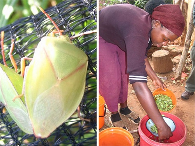 Bọ xít: Đây là món ăn phổ biến ở các nước Đông Phi và 1 số nơi tại Mexico, món ăn này đã được chế biến cẩn thận để không gây ra mùi hôi. Những người thích ăn món này cho rằng món ăn có vị ngọt rất đặc trưng và giàu calo.