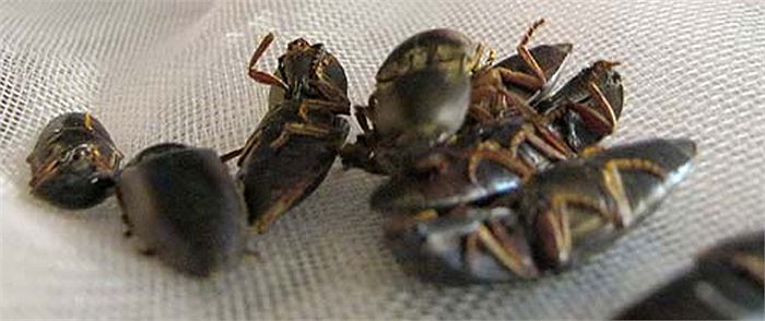 Bổ củi: Đây là loại côn trùng sống trong các bọng cây, nhiều nhất là cây ô môi. Người sử dụng laoif côn trung này chủ yếu là nam giới vì nó có thể giúp cho than thể cường tráng và sung mãn tròn chuyện “ấy”.