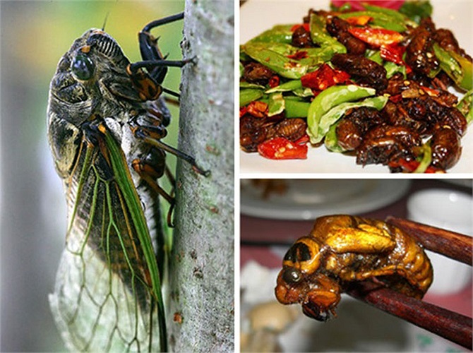 Ve sầu: Loài côn trùng này thương được coi là loài côn trùng gây hại, đặc biệt là đối với nông dân. Tuy nhiên nếu biết cách chế biến nó sẽ trở thành 1 món ăn ngon. Với điểm mạnh là có nhiều thịt, hương vị thơm ngon.