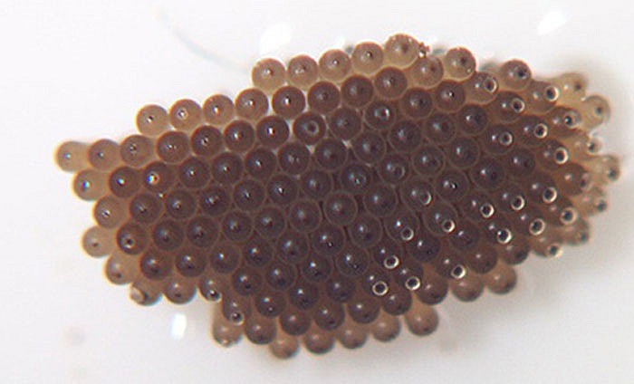 Trứng muỗi: Trứng muỗi này có thể dễ dàng tìm thấy được tại các chợ ở Mexico. Sau khi những quả trứng được lấy từ những cây sống gần mặt nước, chúng sẽ được sấy khô và sau đó nướng lên. Trứng muỗi có thể ăn kèm với bánh mỳ rất ngon.