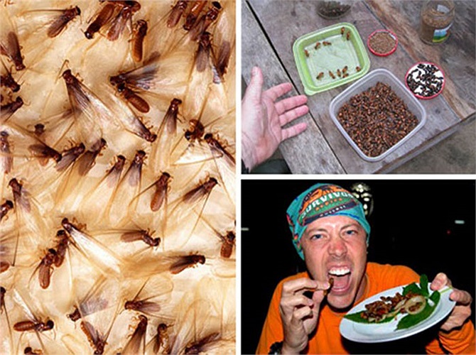 Loài mối: Mối có mặt ở khắp mọi nơi trên thế giới. Mối là một món ăn giàu protein phổ biến ở Châu Phi. Loài mối ở Châu Phi thậm chí có kích thước dài hơn 7cm. Chúng có chứa một lượng calo cao và thường được ăn sống.