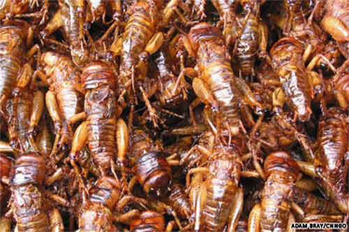 Dế: Dế là món ăn lâu đời ở Việt Nam cũng như nhiều quốc gia khác, Dế có chứa nhiều chất rất tốt cho cơ thể và không hề có hại cho sức khỏe.