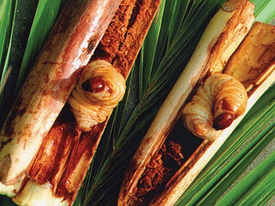 Con Đuông: Đây là một loại ấu trùng của con bọ Xén-tóc (Oryctes nassicornis) sống trong thân cây Chà-là hoặc cây Dừa. Loại ấu trùng này có công dụng chữa các chứng suy thận, tăng cường khả năng tình dục cho nam giới. 