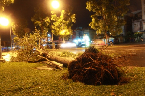 TP.HCM, mưa lớn, lốc, giớ, cây xanh bật góc, tốc máy