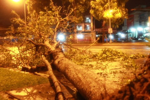 TP.HCM, mưa lớn, lốc, giớ, cây xanh bật góc, tốc máy