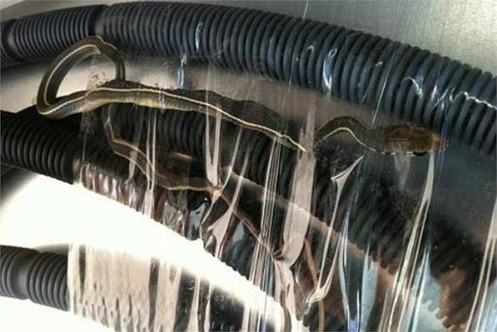 Hồi tháng 9 năm 2012, cô Jessica Hasson (Mỹ) đặt mua máy giặt trên trang SearsOutlet.com phát hiện một con rắn mắc kẹt giữa hệ thống vòi nước của máy. Tuy nhiên sau đó nhân viên bán hàng không có cách xử lý với con rắn này