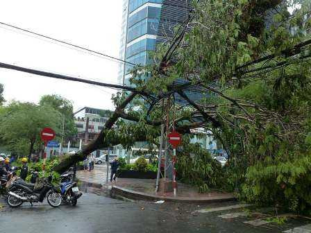 cổ thụ bật gốc