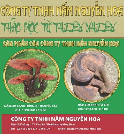 CÔNG TY TNHH NẤM NGUYỄN HOA