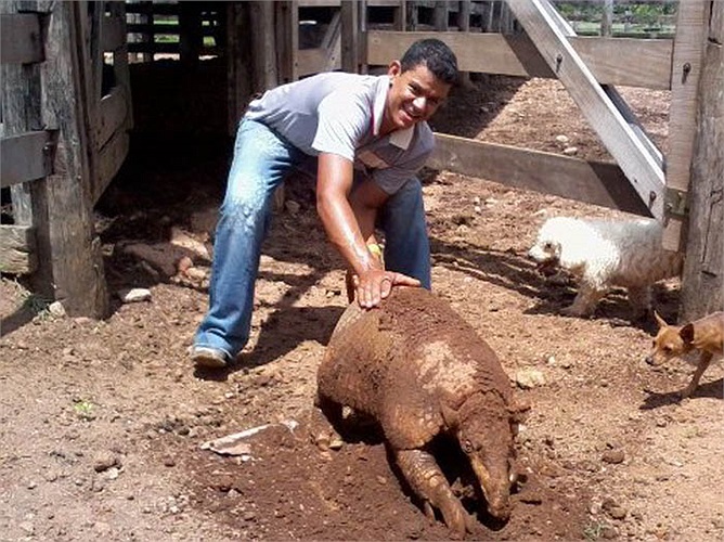 Chuột Tatu là loài chuột được cho là kỳ lạ nhất hành tinh, bởi những đặc điểm sinh học của chúng.