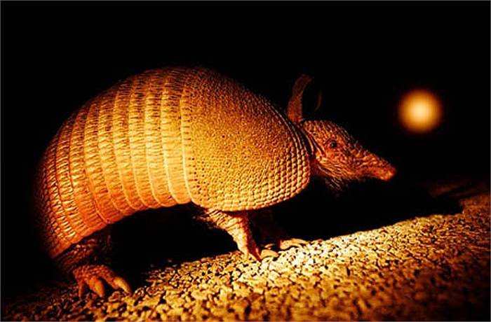 Thức ăn của chúng chủ yếu là kiến, mối. Tuy nhiên, chúng cũng thưởng thức được món giun và tắc kè.