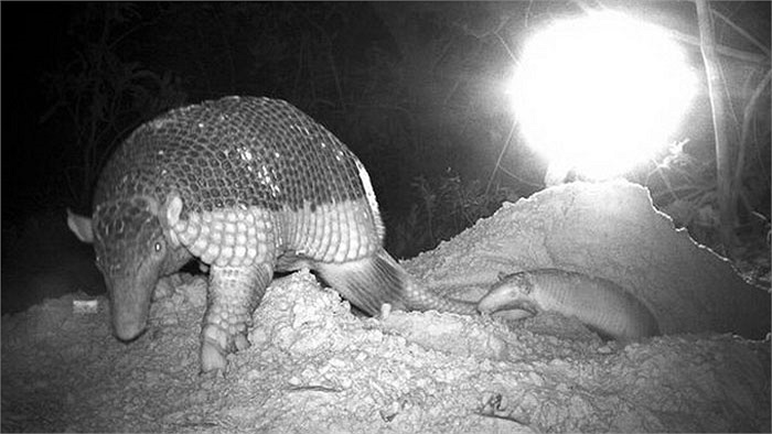 Khả năng đào hang của chuột Tatu là siêu hạng.