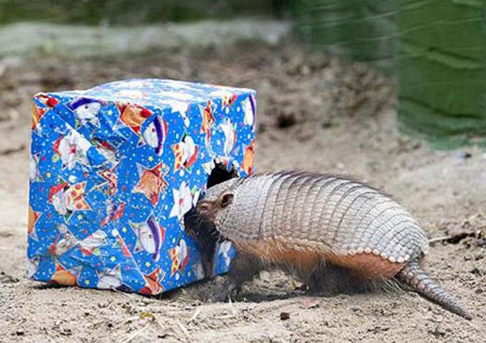 Chúng đào hang sâu đến cả chục mét trong lòng đất, với nhiều ngóc ngách phức tạp.