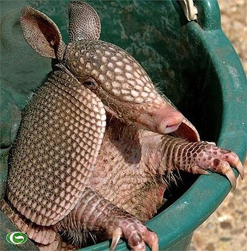 Lớp đất chúng đào bới ra ngoài rất nhiều, cả mét khối đất vụn.