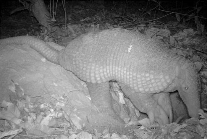 Chính vì thế, hang động của chuột Tatu rất dễ nhận biết. Thợ săn chuột Tatu chỉ nhìn miệng hang là xác định được có chuột Tatu hay không.