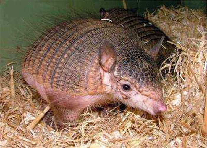 Thịt chuột Tatu là món ăn được các bộ lạc, bộ tộc ở vùng Trung và Nam Mỹ ưa thích.