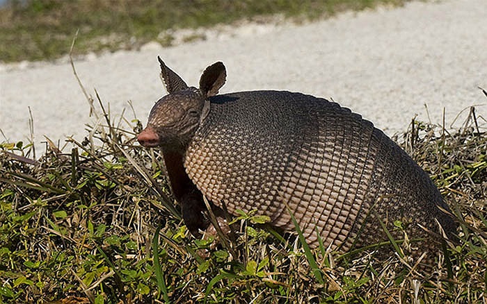 Chúng chỉ có mặt ở Trung và Nam Mỹ.