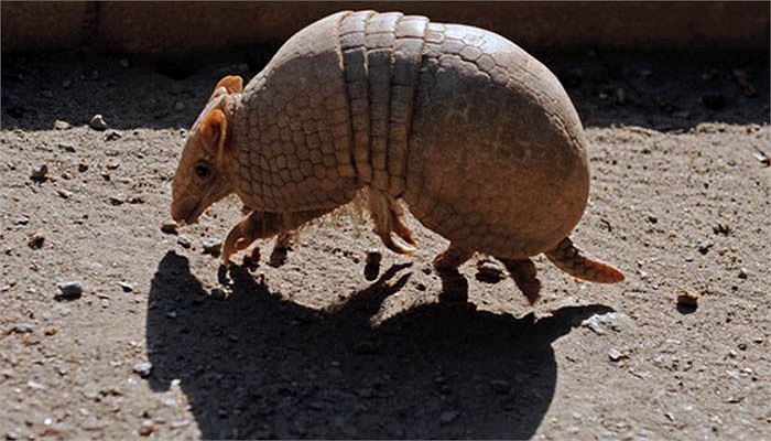 Mặc dù là chuột, nhưng chúng lại có một bộ da dầy kỳ quái.