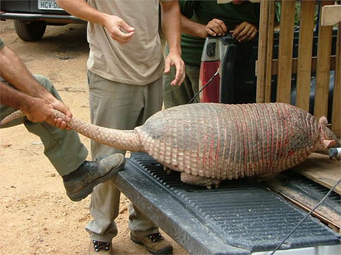 Bộ da của chúng là một lớp sừng vảy khá dầy và cứng, chia thành nhiều lớp.