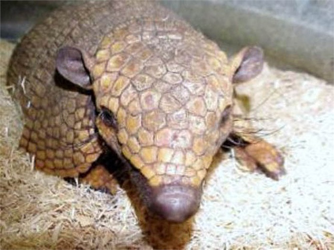 Các loài động vật có vú khác thì tìm cách chạy trốn kẻ thù, riêng chuột Tatu thì không cần chạy trốn khi kẻ thù đến gần. 