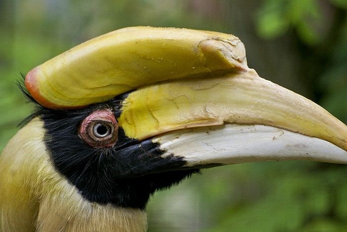 Các nhà khoa học hiện chưa rõ công dụng của chiếc mũ này. 