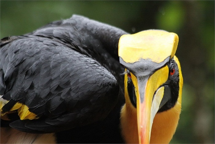 Nó có thể là công cụ để hấp dẫn bạn tình.