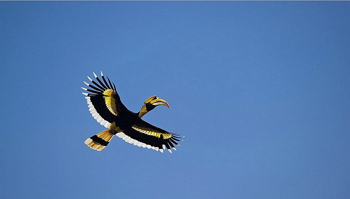 Chiếc mũ tỏ ra khá tương xứng với cơ thể to lớn của hồng hoàng. Loài chim này có thể dài tới 95-120 cm, sải cánh dài 1,5m và cân nặng 2-4 kg.