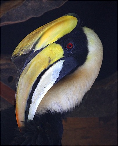 Hồng hoàng cũng là loài chim đẹp và rất đỏm dáng. Chim trống thường bôi một thứ chất nhờn màu vàng vào lông cánh và mỏ để làm chúng có màu vàng tươi.