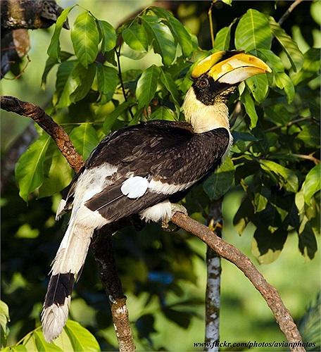 Thức ăn chủ yếu của hồng hoàng là các loại quả. Chúng cũng ăn cả các loài động vật nhỏ.